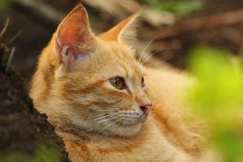 A closeup ginger cat face Foto stock