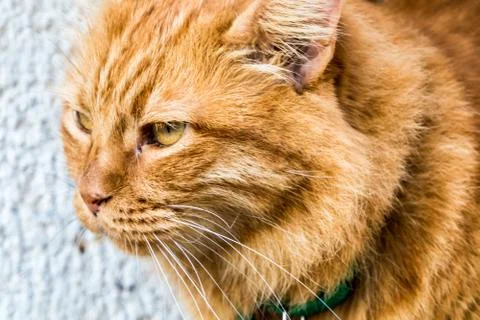 Closeup of ginger cat Foto stock