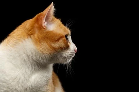 Closeup Ginger Cat in Profile view on Black Stock Photos
