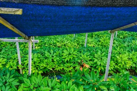 Closeup of ginseng plants Stock Photos