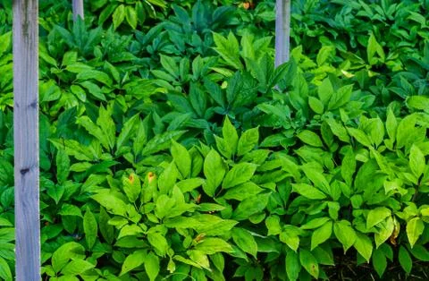 Closeup of ginseng plants Stock Photos