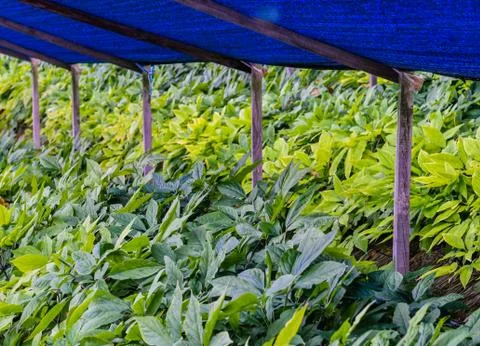 Closeup of ginseng plants Stock Photos