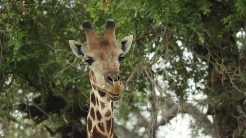 Closeup of a giraffe bull's head while he is standing and chewing while Stock Footage 341599660