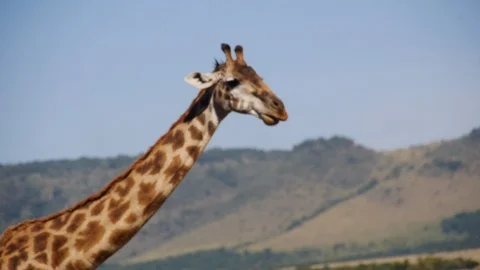 Closeup of giraffe chewing gum or grass because he is cool in Kenyan Masai Mara Stock Footage 106840745