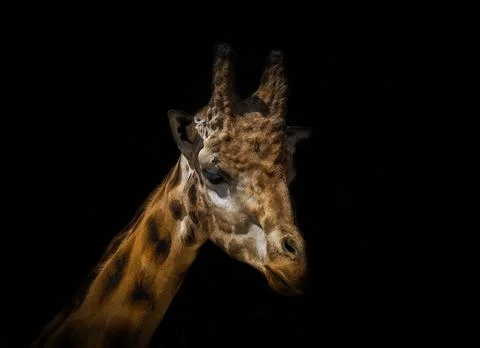 Closeup of a Giraffe creative edit in germany Stock Photos