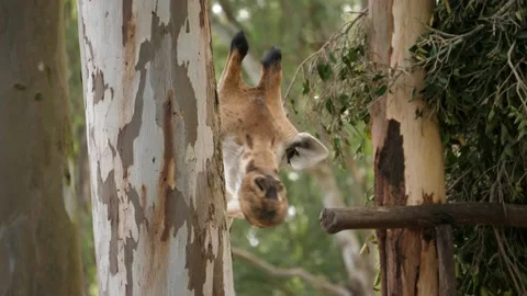 Closeup of a giraffe eating the barks on a bright sunny day Stock Footage 130306028