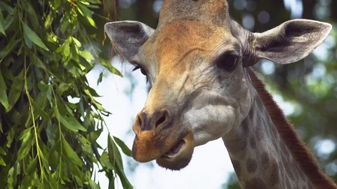 Closeup of a Giraffe, Eating Leaves. FullHD footage Stock Footage 84196953