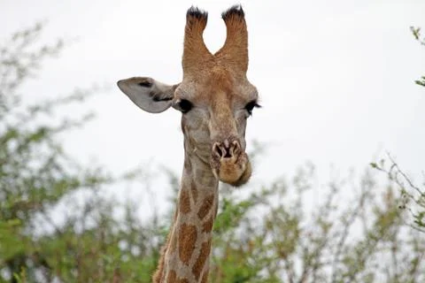 Closeup of a giraffe eating Stock Photos