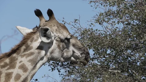 Closeup of giraffe eating from a tree Stock Footage 119031635