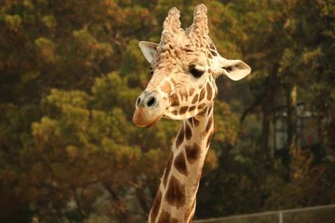Closeup of Giraffe Face Stock Photos