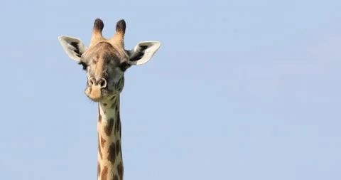 A closeup of a giraffe looking around. Stock Footage 148110995