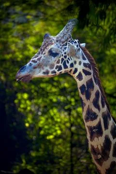Closeup of Giraffe looking cute standing Photos