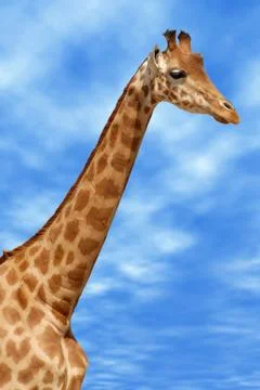 Closeup of Giraffe Stock Photos