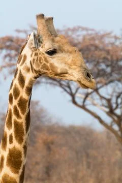 Closeup of giraffe Stock Photos