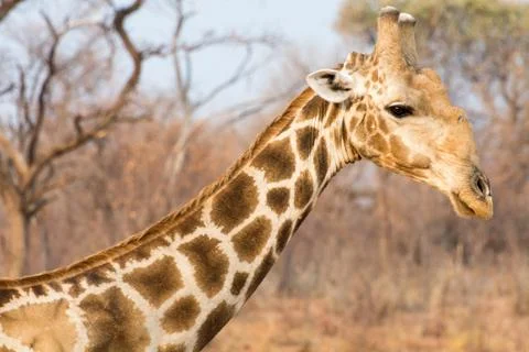 Closeup of giraffe Stock Photos