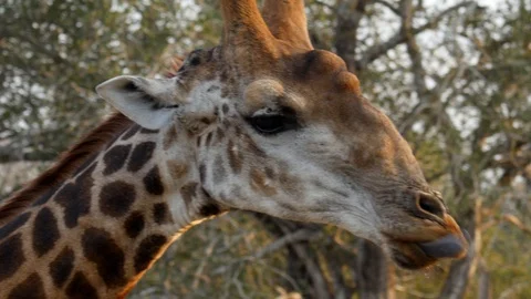 Closeup Giraffe Portrait Stock Footage 122369025