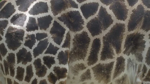 Closeup of Giraffe Skin Pattern - 4k Nature Wildlife Animals Africa Symmetry Stock Footage 50926921