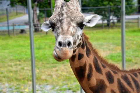 A closeup Giraffe standing on the ground. Stock Photos