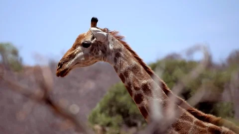Closeup of Giraffe walking behind Trees 4k 2x Slow Motion Stockbeeldmateriaal 124880345
