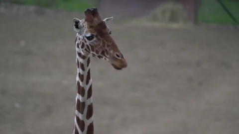 Closeup of giraffe while walking Stock Footage 157548181