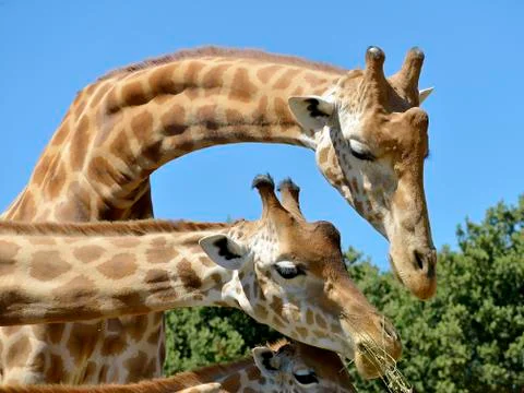 Closeup of giraffes Stock Photos