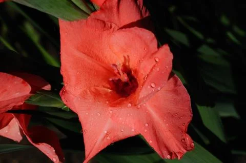 Closeup gladiolus Stock Photos