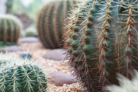 Closeup of globe shaped cactus Stock Photos