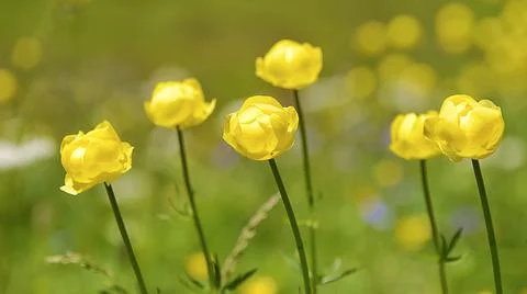 Closeup of globeflowers Stock Photos