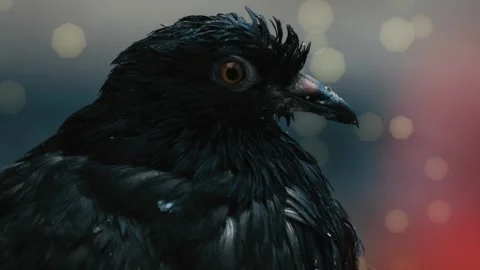 A CloseUp of a Glossy Black Bird Featuring Intriguing and Stunning Details in Stock Footage 305269502