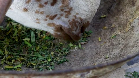 Closeup of goat eating grass Stock Footage 137164657