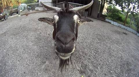 Closeup of goat in a farm Stock Footage 52318094