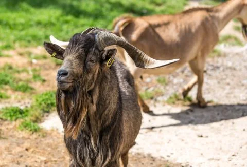 Closeup of goat Stock Photos