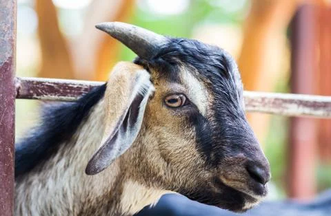 Closeup of a goat on a zoo Stock Photos