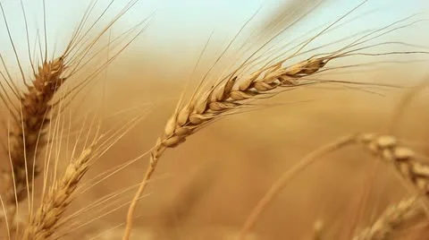 Closeup of gold wheat corn on wind panning - shallow focus Stock Footage 22166778