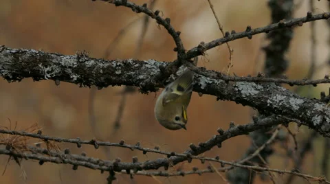 Closeup Goldcrest (Regulus regulus) hopping amid branches of larch. Stock Footage 63374882