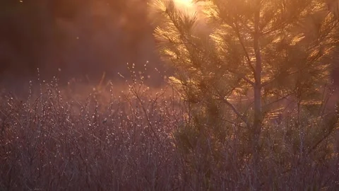 Closeup of golden backlit pine tree Stock-Footage 274899813