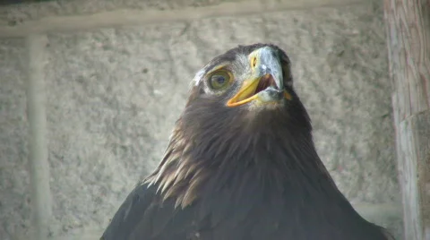 Closeup of Golden Eagle nervously looking around (High Definition) Stock Footage 359357