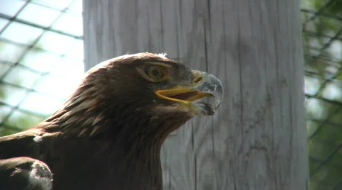 Closeup of Golden Eagle nervously looking around (High Definition) Stock Footage 359358