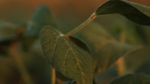 Closeup On Golden Field Leaf Stock Footage 116484930