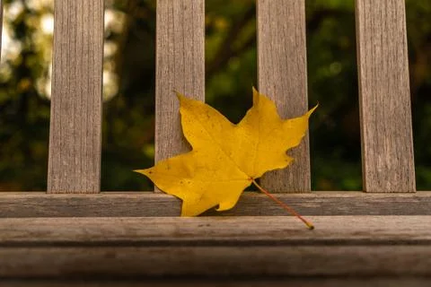 Closeup of a golden maple leaf lying on wooden bench with natural background Stock Photos