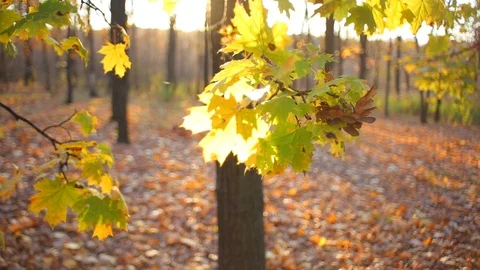 Closeup golden maple tree branch lightened by a sun Stock-Footage 119117487