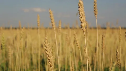 Closeup of golden wheat in the field during sunset against the sky. Slow motion. Stock Footage 128564349