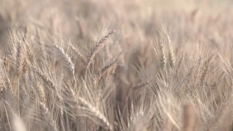Closeup of a golden wheat field Stock Footage 196244568