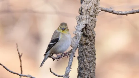 Closeup of Goldfinch bird Stockbeeldmateriaal 102921352