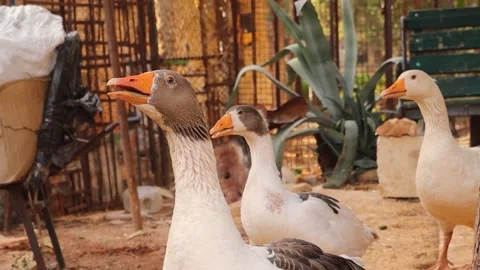 Closeup of goose. Free range goose farming. Organic goose farming, Poultry. Stock Footage 285926549