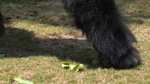 Closeup gorilla hand picking up leaves to eat Stock Footage 111883899