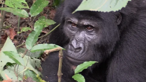 Closeup of a Gorilla in the jungle resting contemplatively Stock Footage 88965072