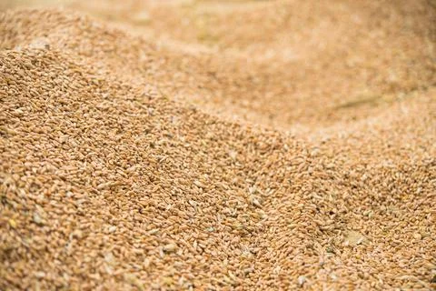 Closeup of grain wheat Stock Photos
