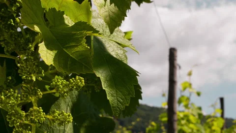 Closeup of Grape in Blossom, clip 2 Stock Footage 151101663