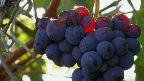 Closeup of grape bunch with sunbeams on berries in vineyard Stock Footage 120720804